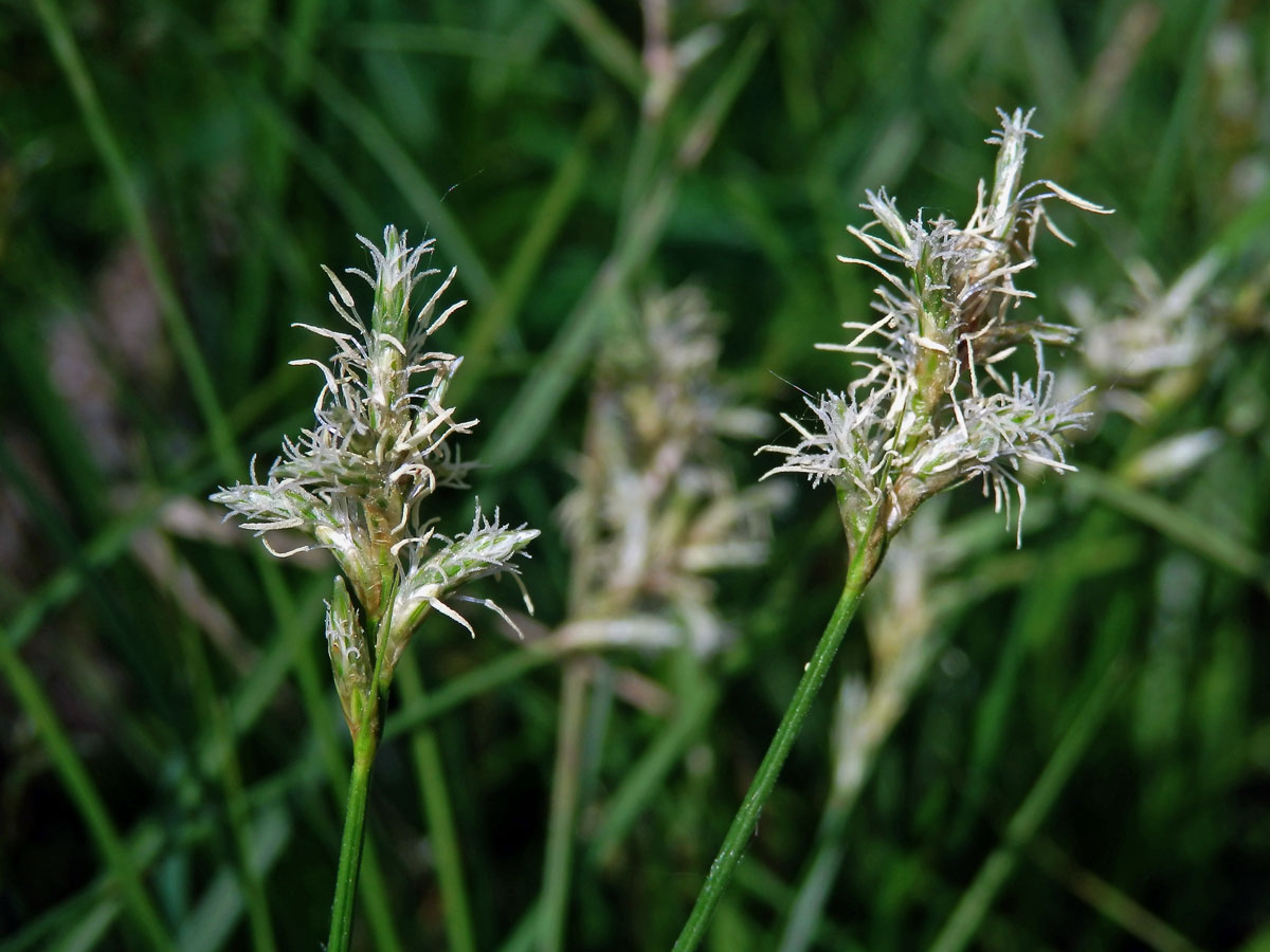 Ostřice třeslicovitá (Carex brizoides L.)