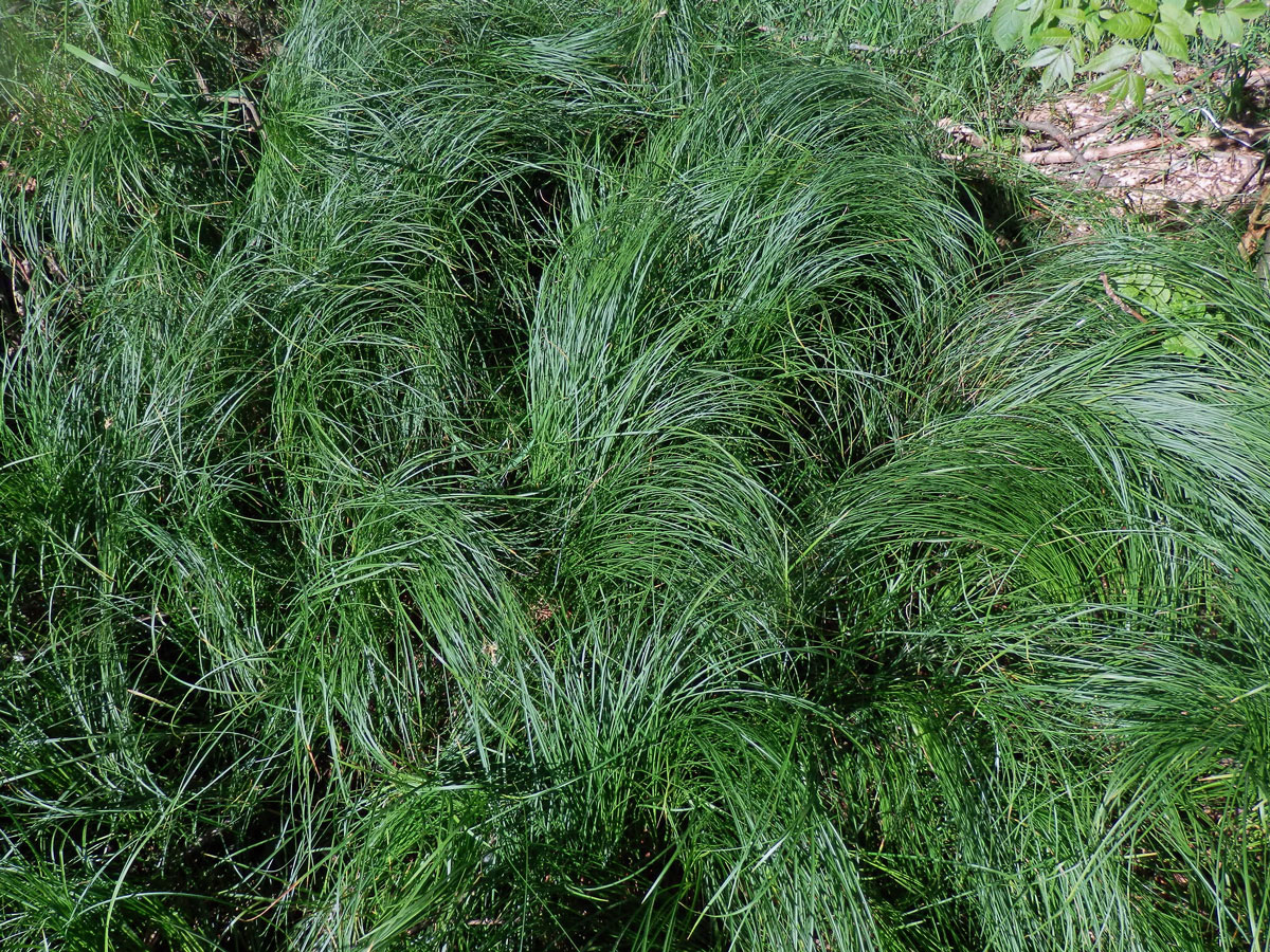 Ostřice třeslicovitá (Carex brizoides L.)