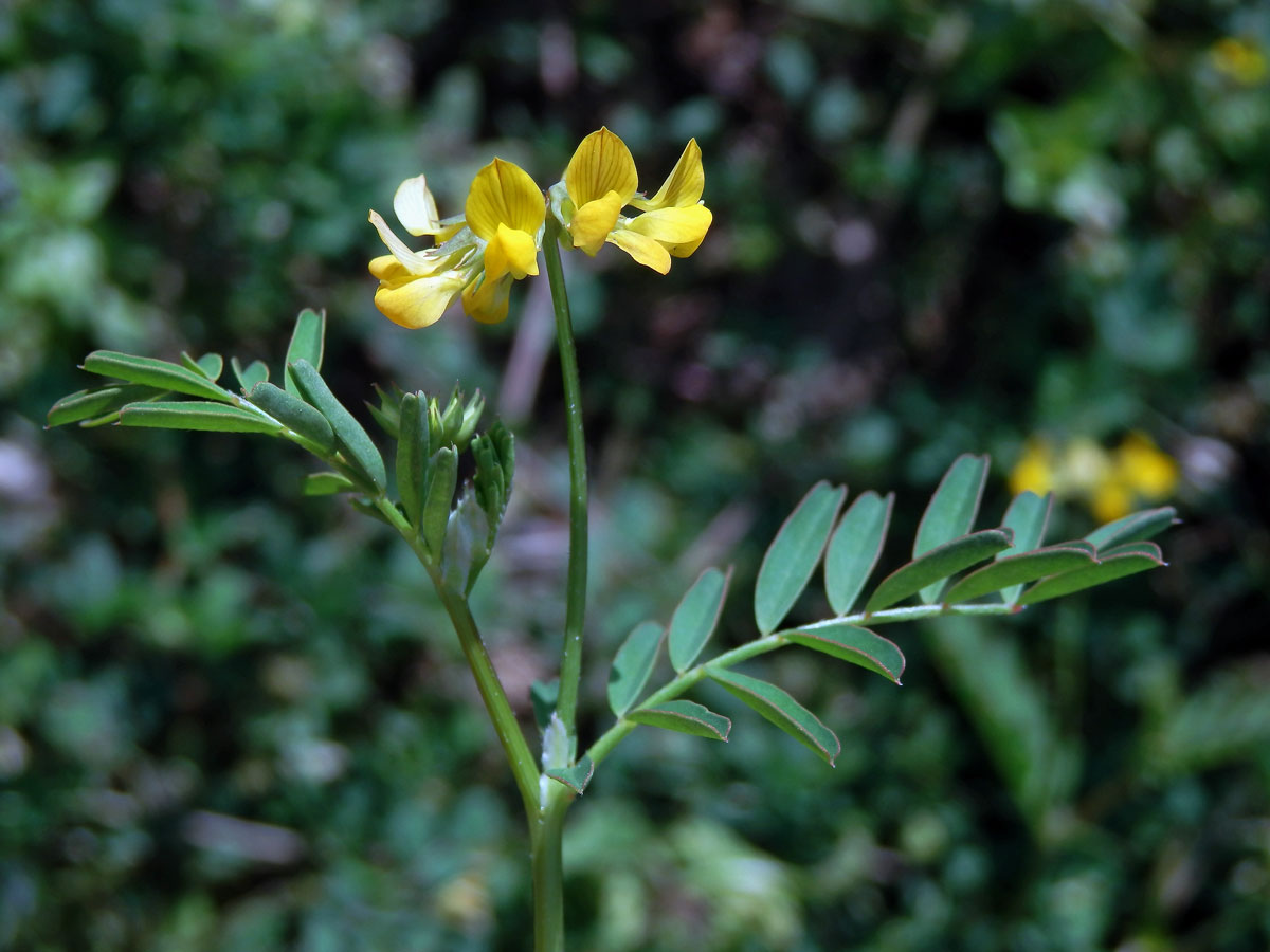 Podkovka (Hippocrepis multisiliquosa L.)