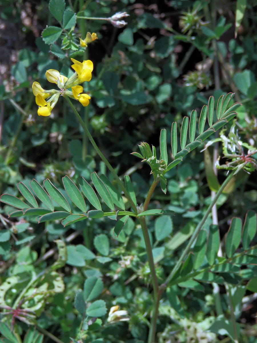 Podkovka (Hippocrepis multisiliquosa L.)