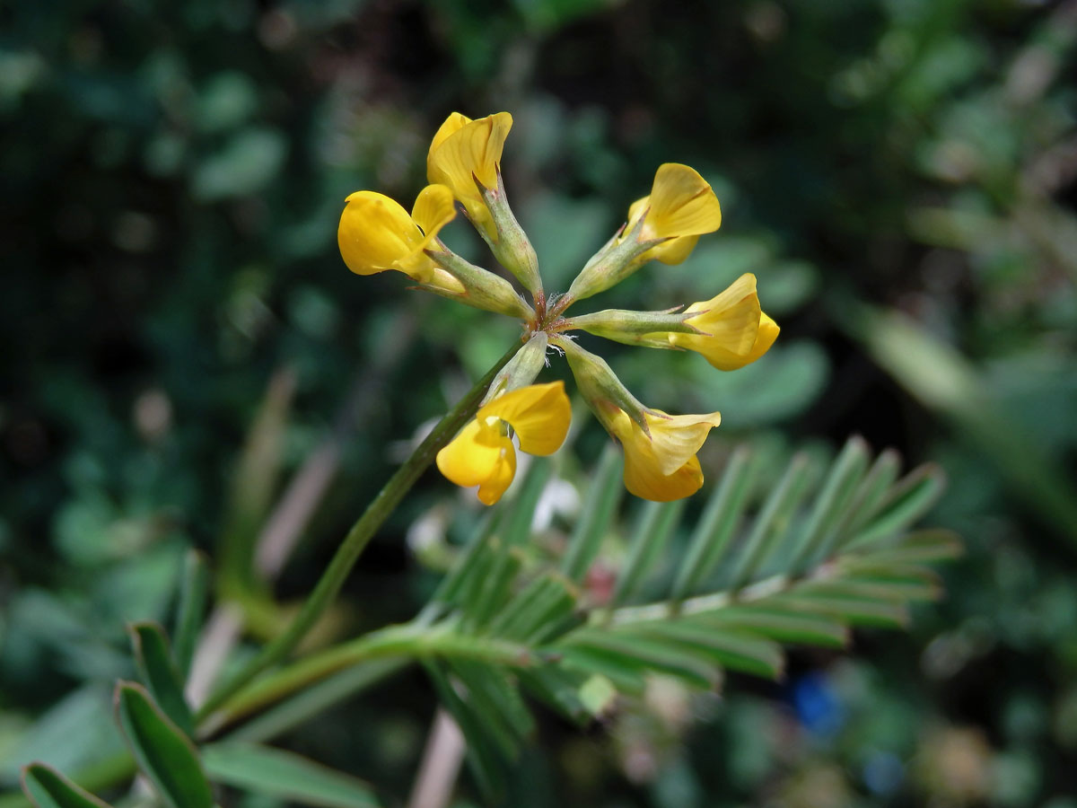 Podkovka (Hippocrepis multisiliquosa L.)