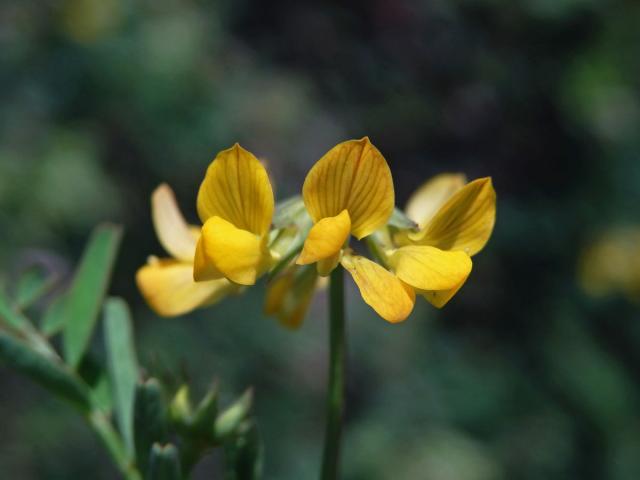 Podkovka (Hippocrepis multisiliquosa L.)