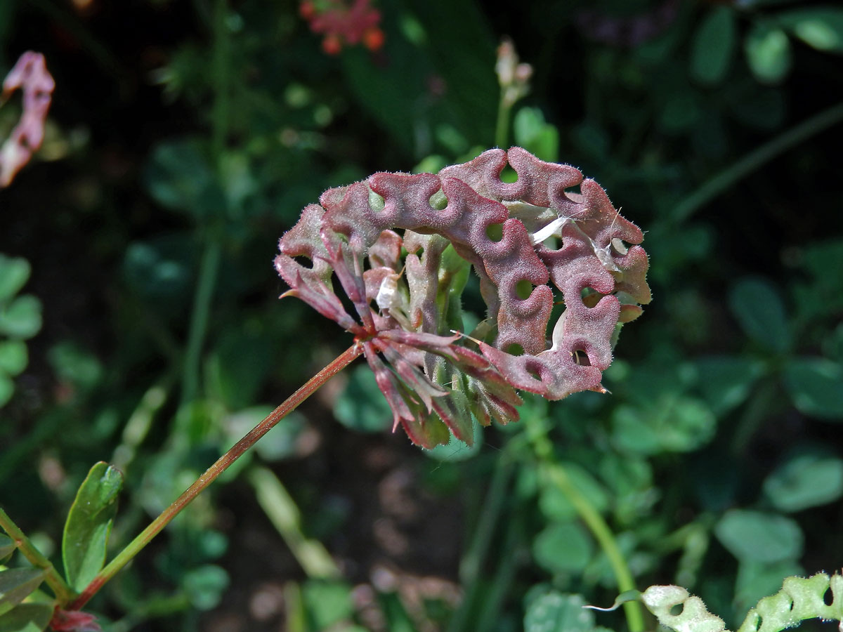 Podkovka (Hippocrepis multisiliquosa L.)