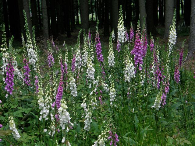 Náprstník červený (Digitalis purpurea L.)