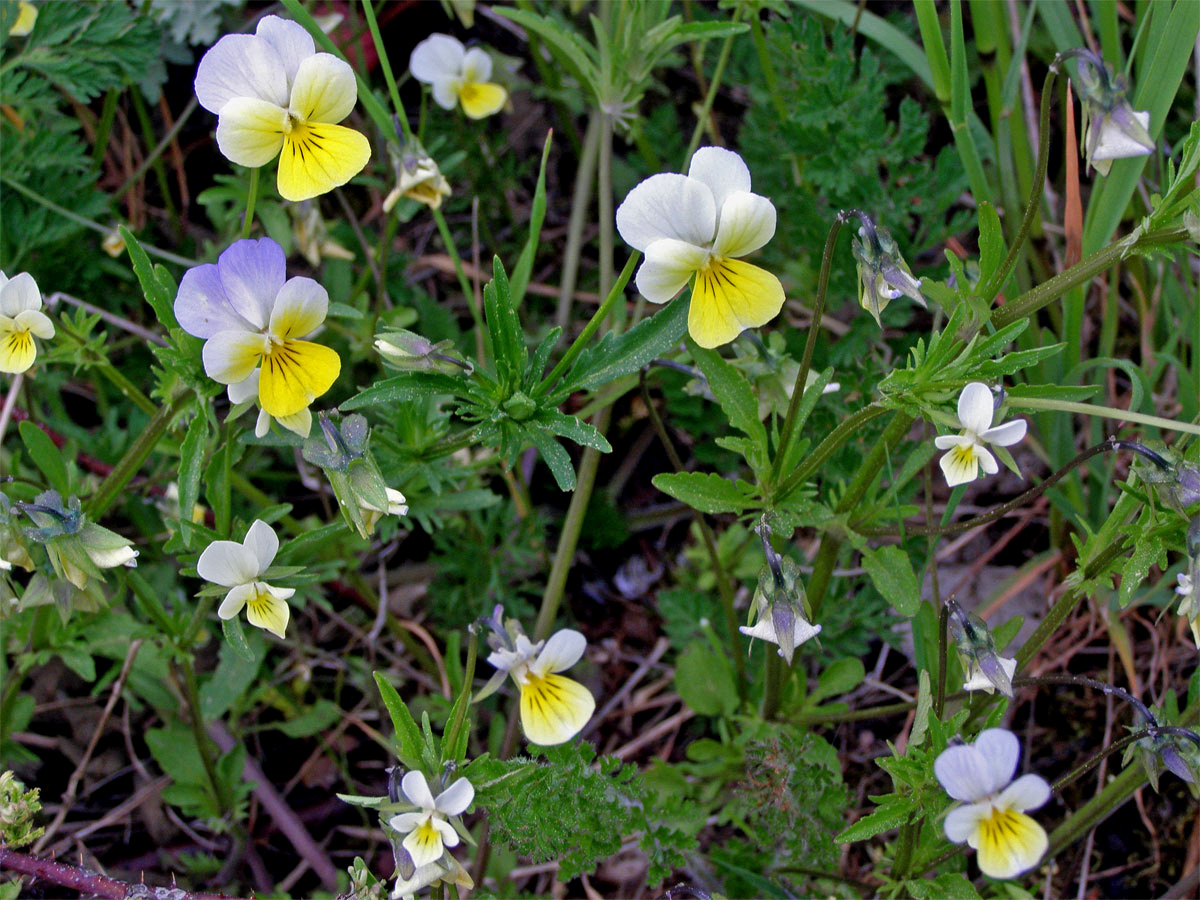 Violka trojbarevná (Viola tricolor L.)