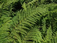 Papratka horská (Athyrium distentifolium Tausch ex Opiz)   