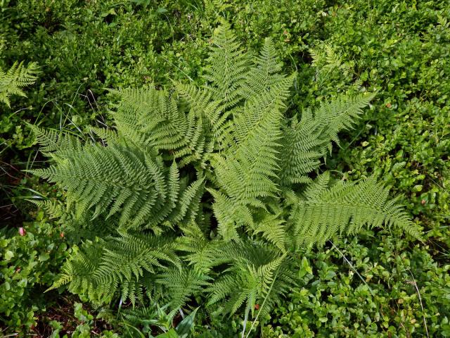 Papratka horská (Athyrium distentifolium Tausch ex Opiz)