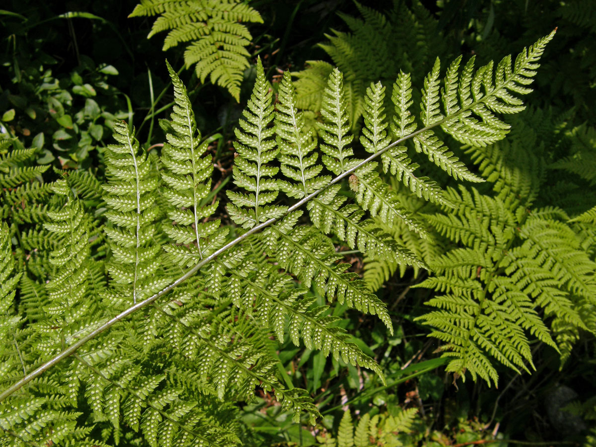 Papratka horská (Athyrium distentifolium Tausch ex Opiz)