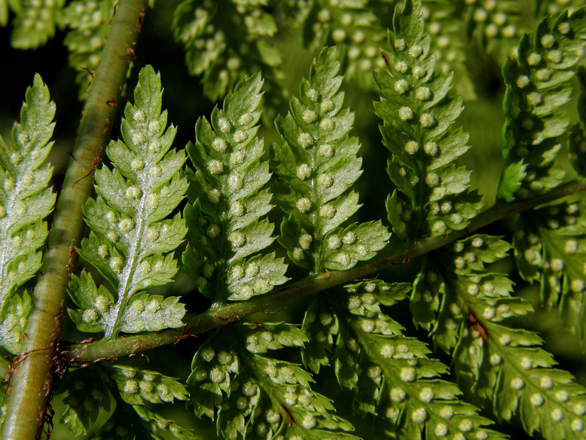 Papratka horská (Athyrium distentifolium Tausch ex Opiz)