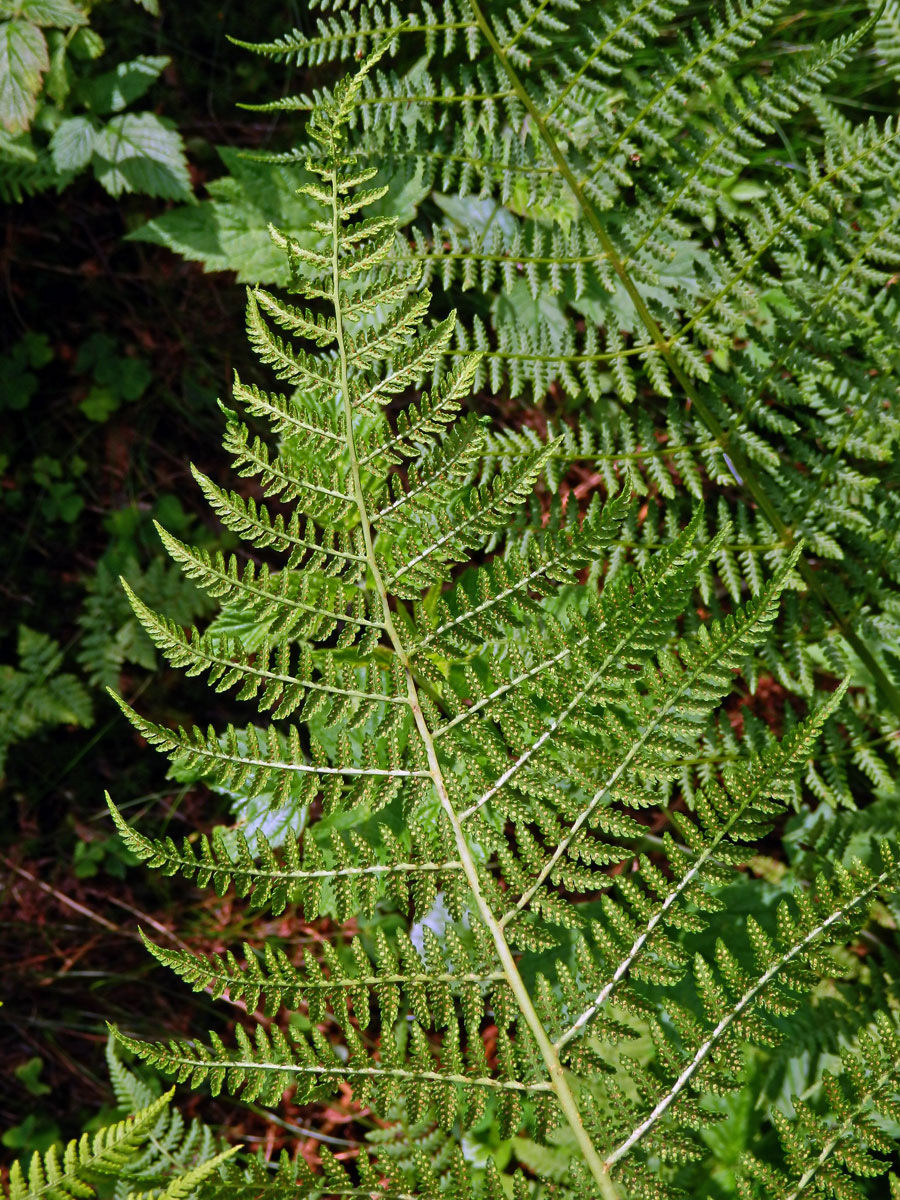 Papratka horská (Athyrium distentifolium Tausch ex Opiz)