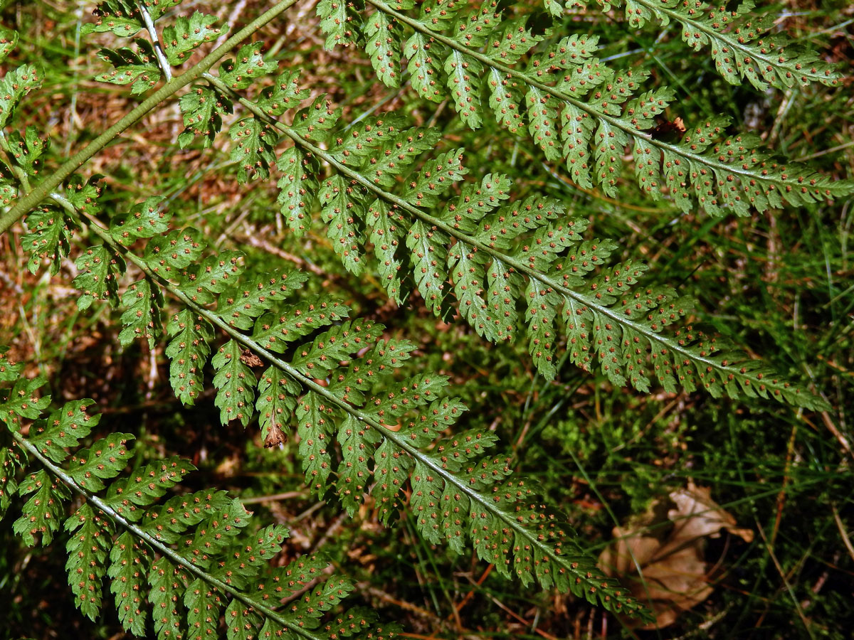 Papratka horská (Athyrium distentifolium Tausch ex Opiz)