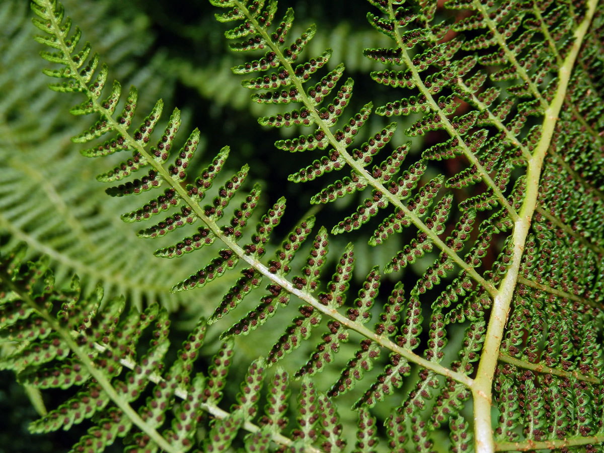 Papratka horská (Athyrium distentifolium Tausch ex Opiz)