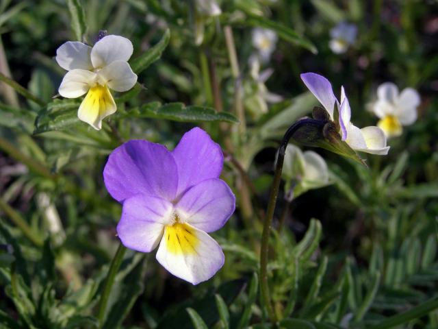 Violka trojbarevná (Viola tricolor L.)