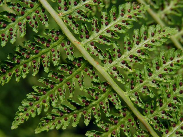 Papratka horská (Athyrium distentifolium Tausch ex Opiz)