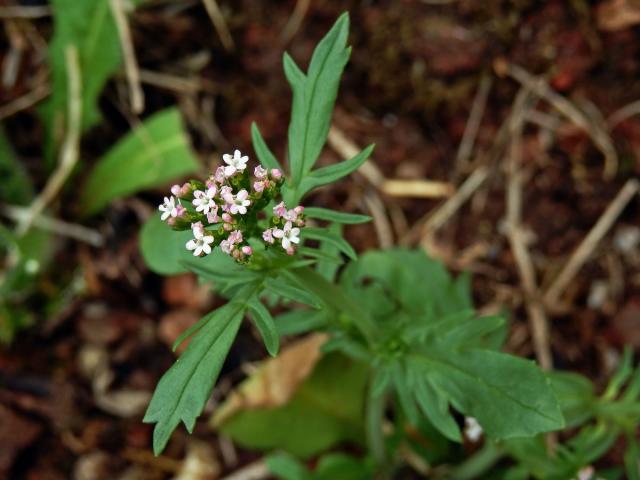 Mavuň (Centranthus calcitrapa (L.) Dufresne)