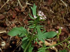 Mavuň (Centranthus calcitrapa (L.) Dufresne)