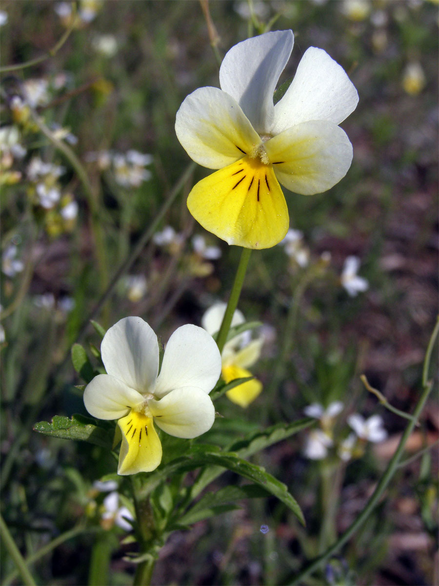 Violka trojbarevná (Viola tricolor L.)