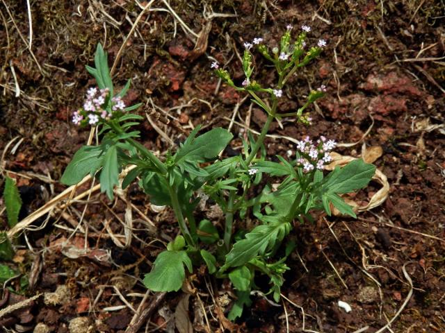 Mavuň (Centranthus calcitrapa (L.) Dufresne)