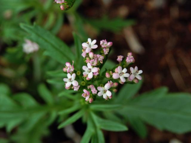 Mavuň (Centranthus calcitrapa (L.) Dufresne)