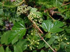 Révovník žláznatý krátkostopečný (Ampelopsis glandulosa var. brevipedunculata (Maxim.) Momiy.)