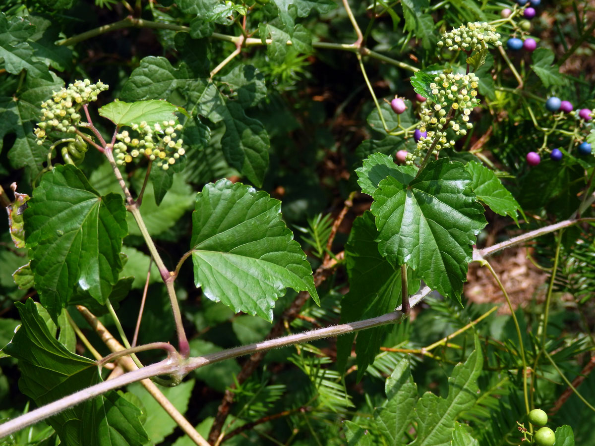 Révovník žláznatý krátkostopečný (Ampelopsis glandulosa var. brevipedunculata (Maxim.) Momiy.)