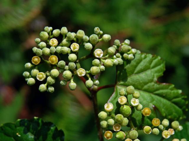 Révovník žláznatý krátkostopečný (Ampelopsis glandulosa var. brevipedunculata (Maxim.) Momiy.)