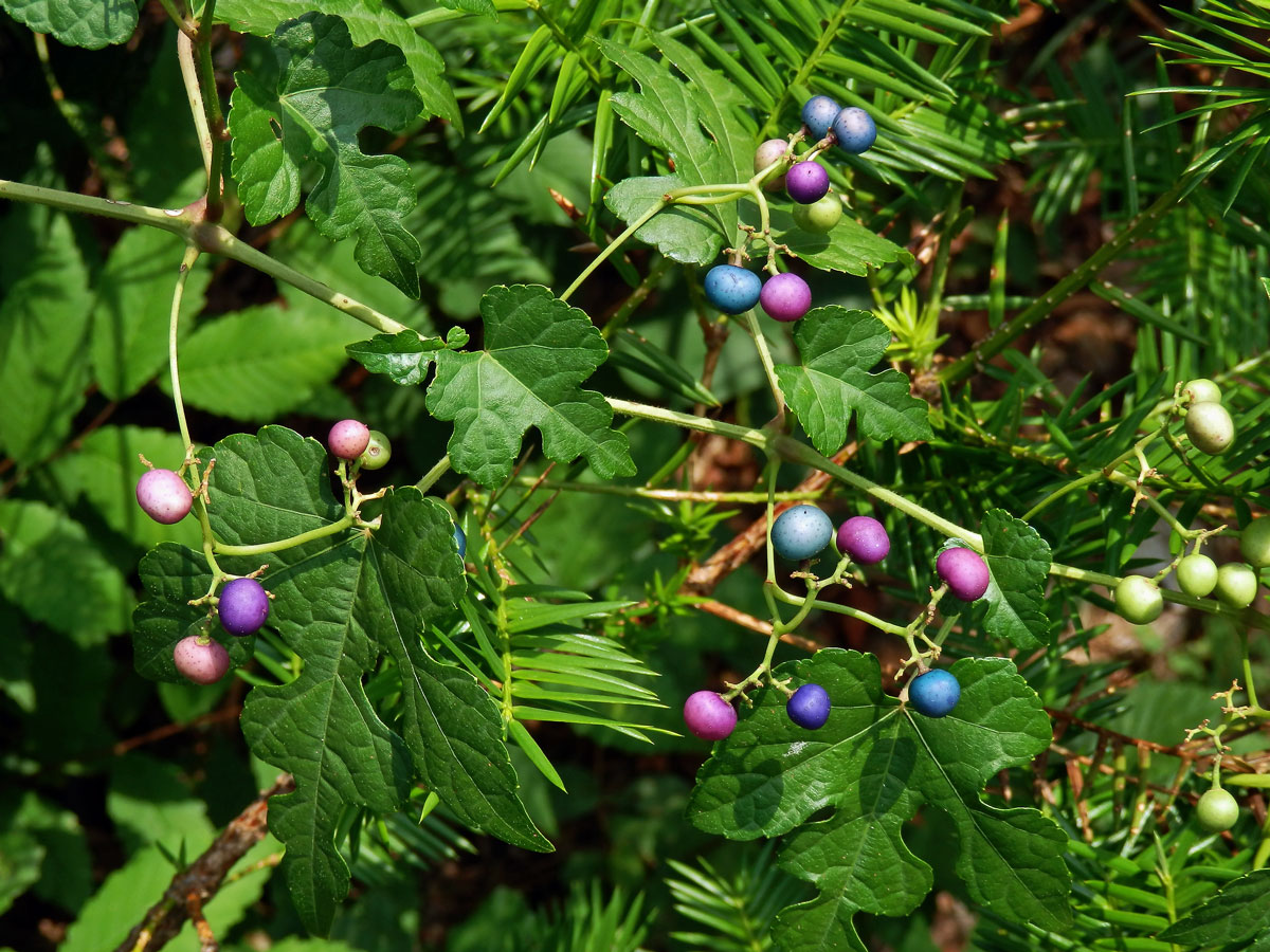 Révovník žláznatý krátkostopečný (Ampelopsis glandulosa var. brevipedunculata (Maxim.) Momiy.)