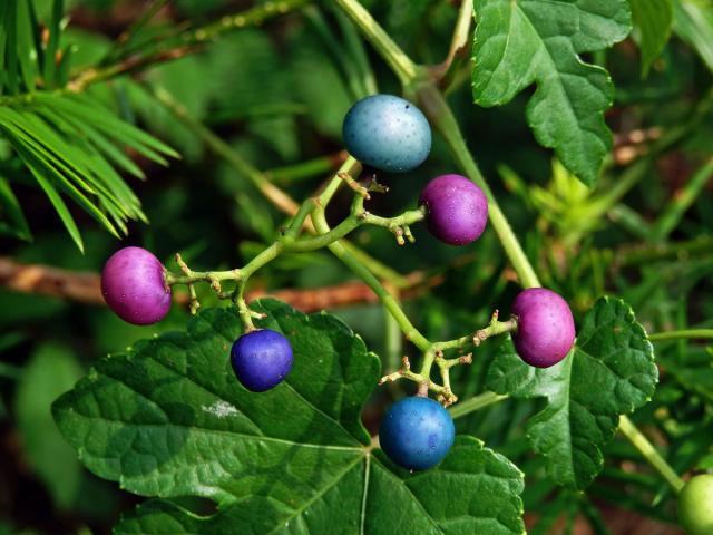 Révovník žláznatý krátkostopečný (Ampelopsis glandulosa var. brevipedunculata (Maxim.) Momiy.)