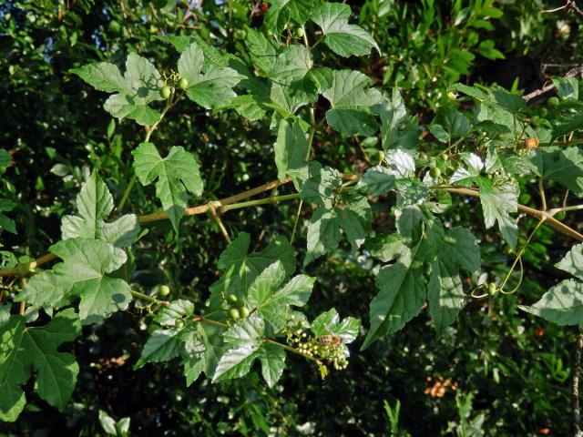 Révovník žláznatý krátkostopečný (Ampelopsis glandulosa var. brevipedunculata (Maxim.) Momiy.)