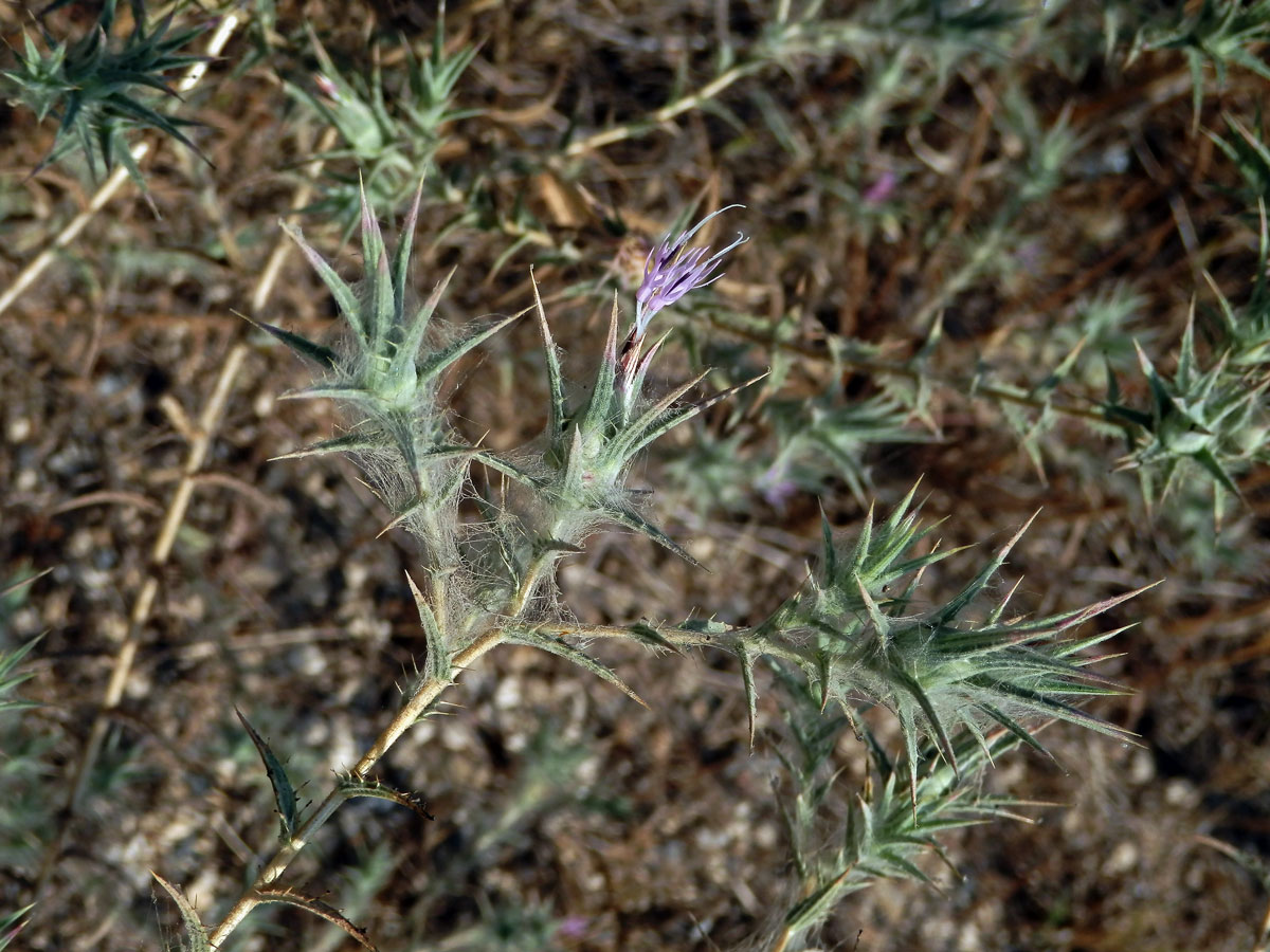 Světlice (Carthamus dentatus (Forssk.) Vahl)