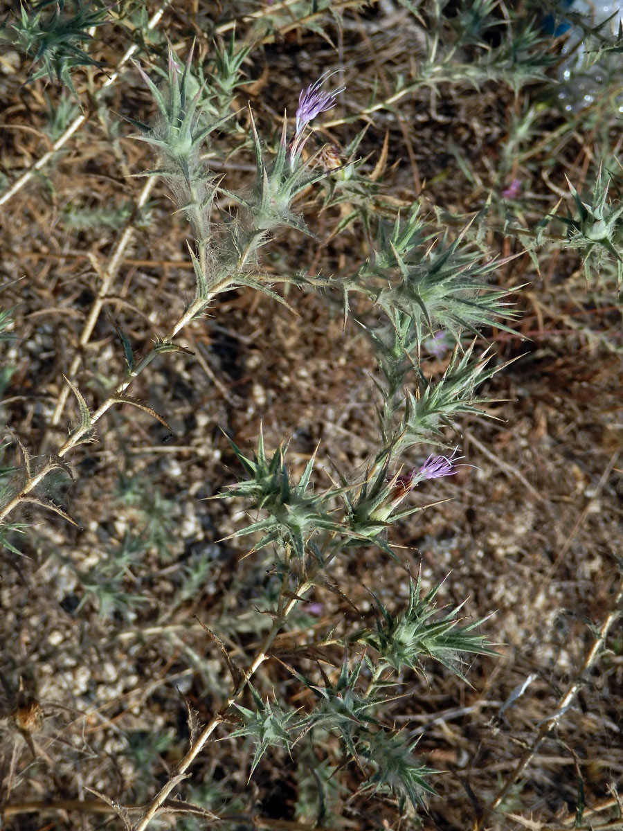 Světlice (Carthamus dentatus (Forssk.) Vahl)