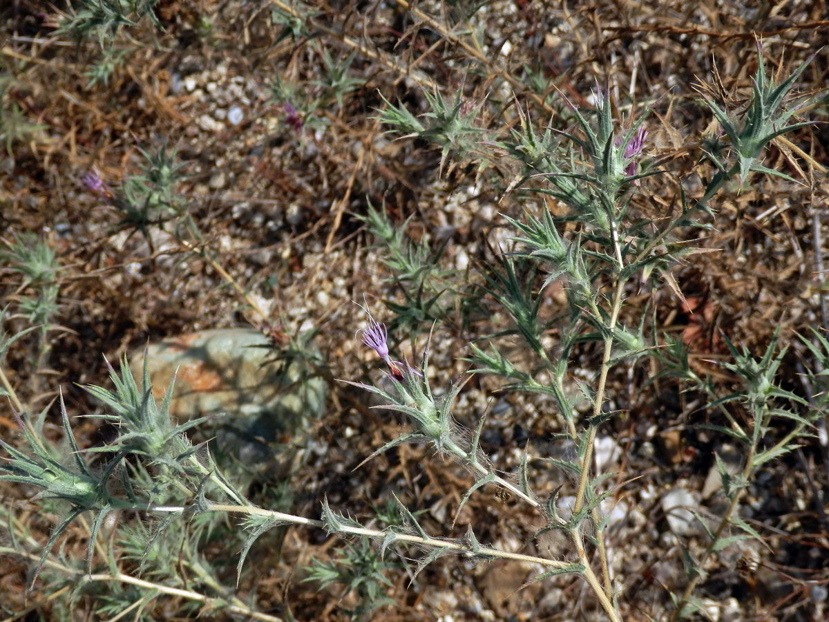 Světlice (Carthamus dentatus (Forssk.) Vahl)