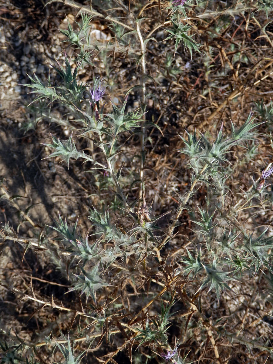 Světlice (Carthamus dentatus (Forssk.) Vahl)