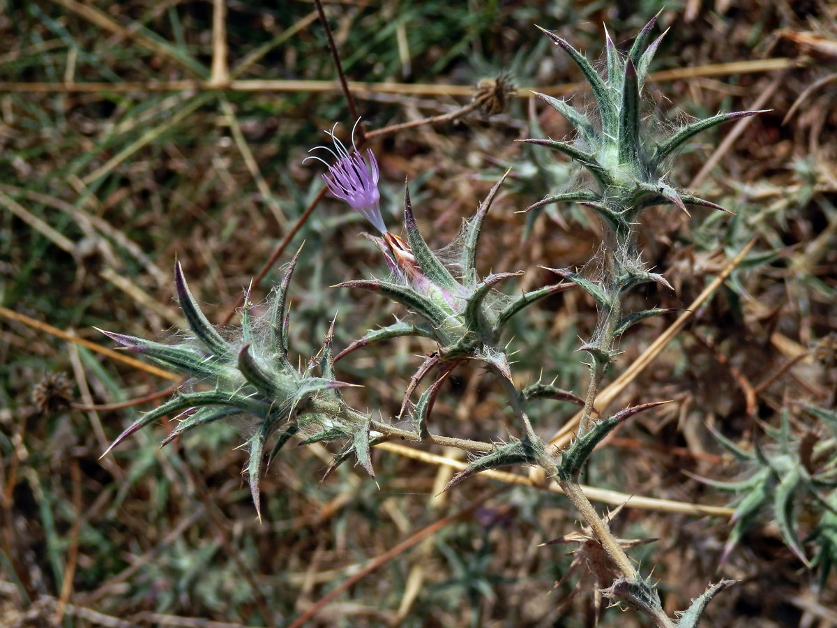 Světlice (Carthamus dentatus (Forssk.) Vahl)