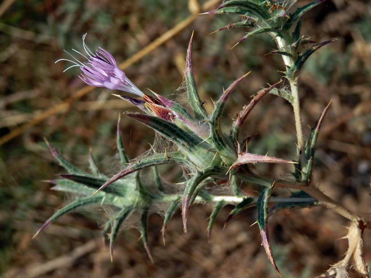 Světlice (Carthamus dentatus (Forssk.) Vahl)