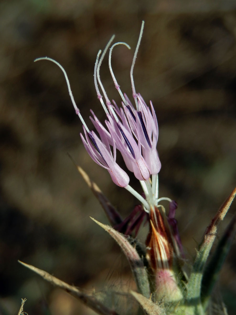 Světlice (Carthamus dentatus (Forssk.) Vahl)