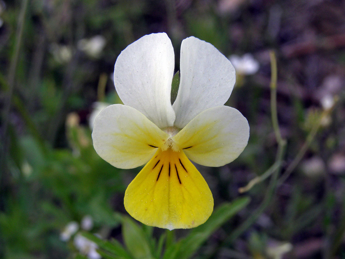 Violka trojbarevná (Viola tricolor L.)