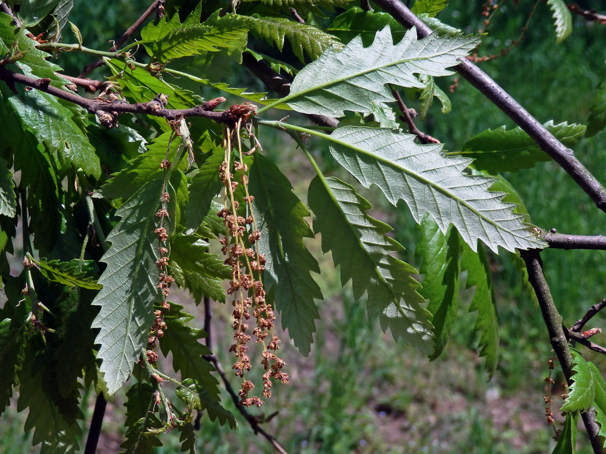 Dub cer (Quercus cerris L.)