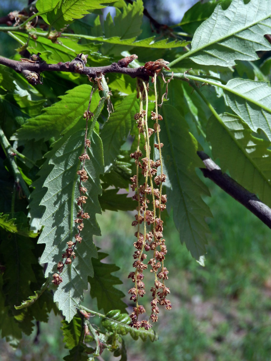 Dub cer (Quercus cerris L.)