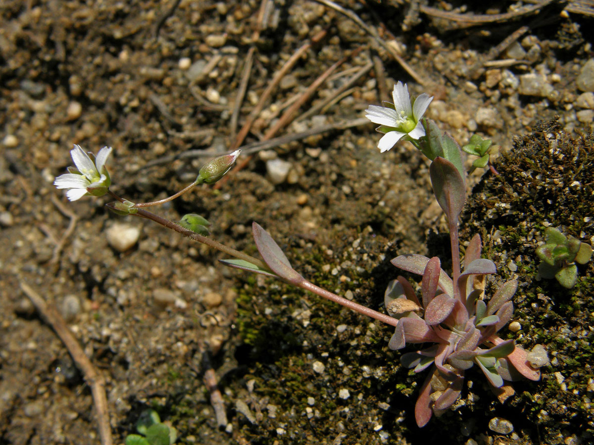 Plevel okoličnatý (Holosteum umbellatum L.)