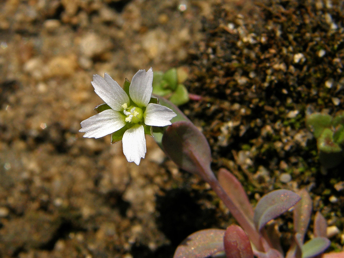 Plevel okoličnatý (Holosteum umbellatum L.)