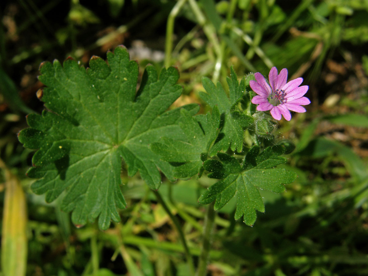 Kakost pyrenejský (Geranium pyrenaicum Burm. fil.) s šestičetným květem (1a)