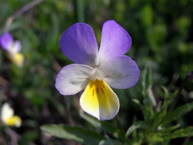 Violka trojbarevná (Viola tricolor L.)