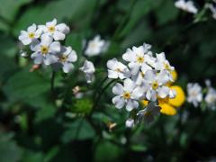 Atypická barva květů pomněnky (Myosotis l.)