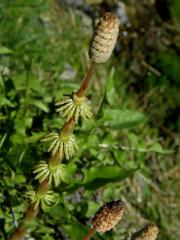 Přeslička lesní (Equisetum sylvaticum L.)