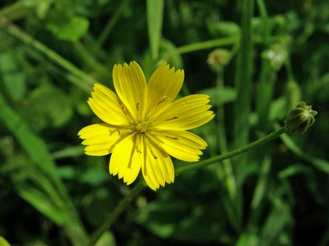 Kosatka hvězdovitá (Rhagadiolus stellatus (L.) Gaertn.)