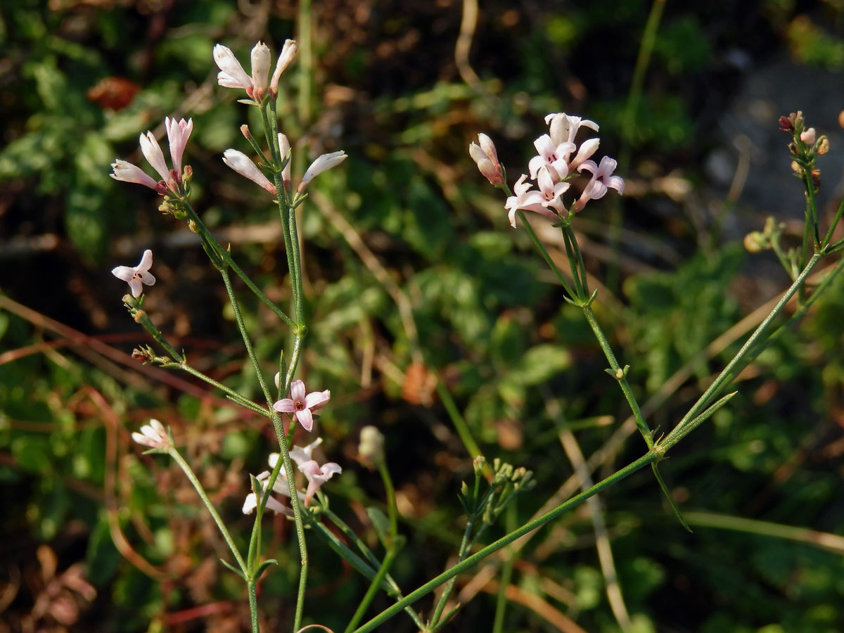 Mařinka psí (Asperula cynanchica L.)