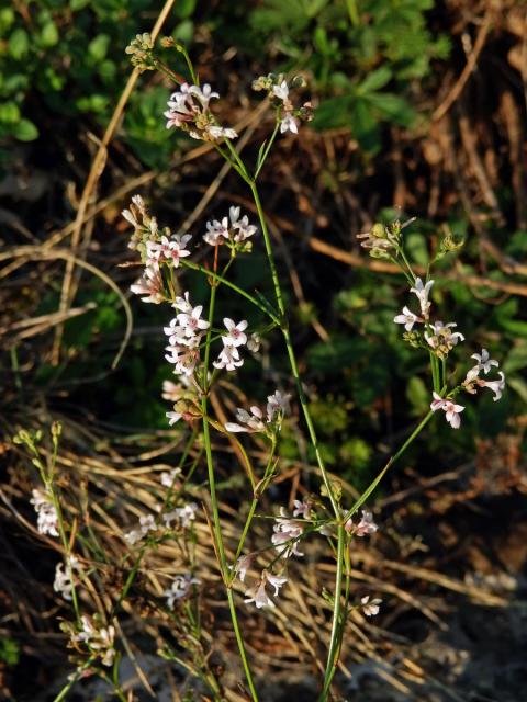 Mařinka psí (Asperula cynanchica L.)