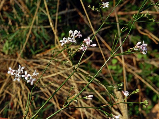 Mařinka psí (Asperula cynanchica L.)