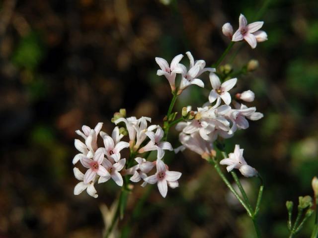 Mařinka psí (Asperula cynanchica L.)